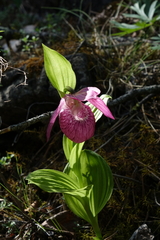 Cypripedium macranthos