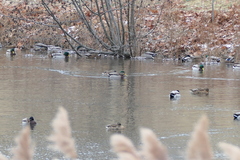 Anas rubripes × platyrhynchos
