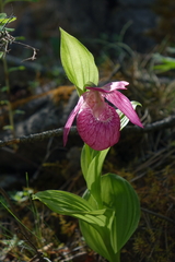 Cypripedium macranthos