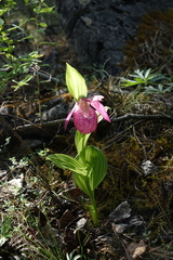 Cypripedium macranthos