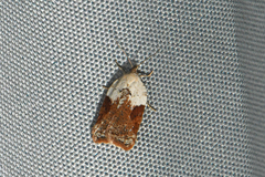 Acleris braunana