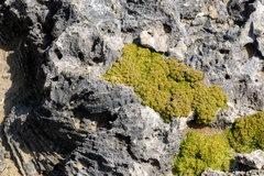 Lithophila muscoides