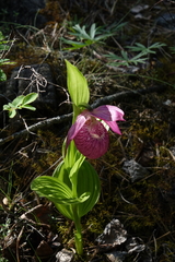 Cypripedium macranthos