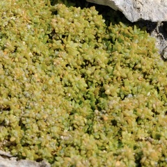 Lithophila muscoides