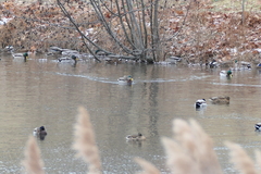 Anas rubripes × platyrhynchos