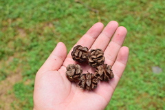 Fokienia hodginsii