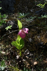 Cypripedium macranthos