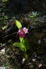Cypripedium macranthos