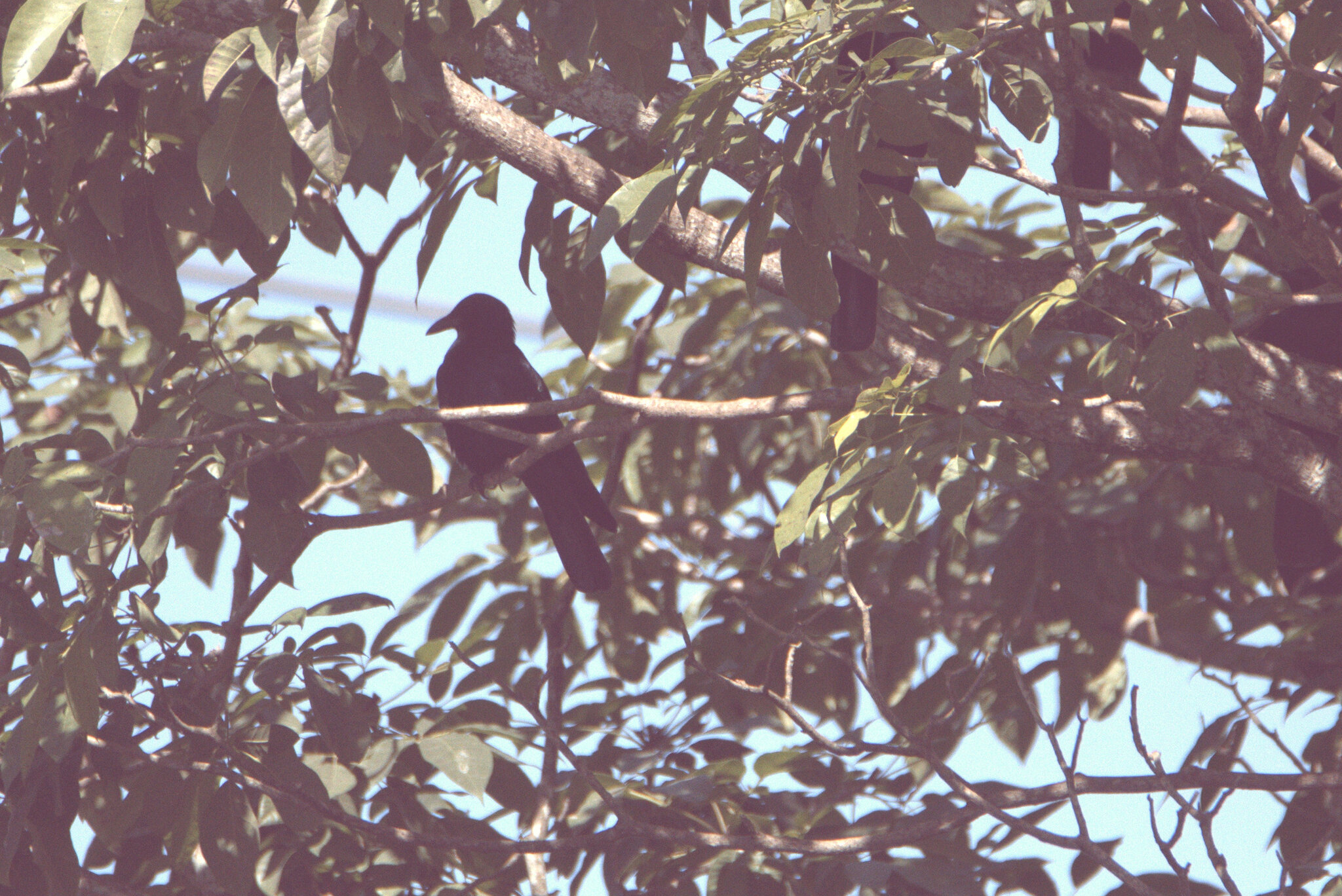 Tamaulipas Crow (Corvus imparatus), photo 7