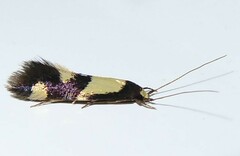Opogona comptella