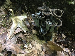 Craterellus
