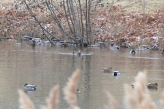 Anas rubripes × platyrhynchos