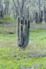 Cereus repandus