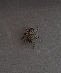 Thorelliola ensifera