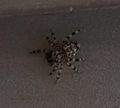 Thorelliola ensifera