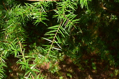 Nothotsuga longibracteata