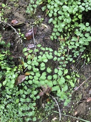 Adiantum jordanii