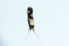 Opogona comptella