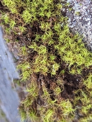 Tortella tortuosa