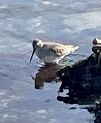 Calidris alpina