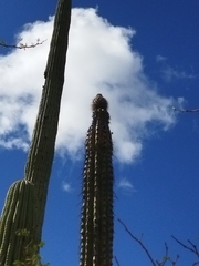 Lemaireocereus hollianus