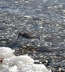 Calidris alpina