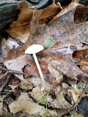 Oudemansiella limonispora