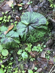 Cardamine californica