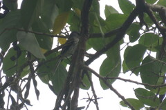 Myiophobus crypterythrus