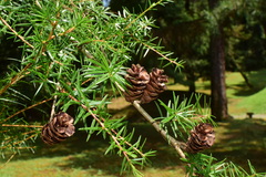 Nothotsuga longibracteata