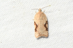 Acleris stadiana