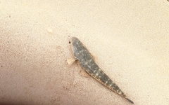 Platycephalus fuscus