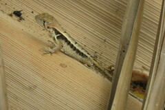 Stenocercus iridescens