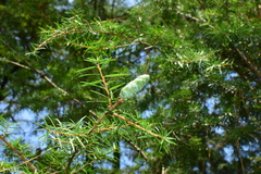 Nothotsuga longibracteata