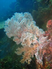 Melithaea zimmeri