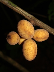 Menispermaceae