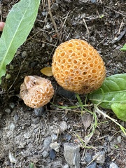 Cyttaria hariotii