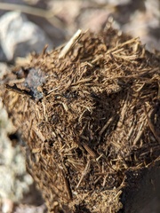 Equus asinus