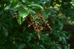 Meliosma parviflora