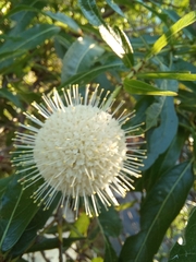 Cephalanthus salicifolius