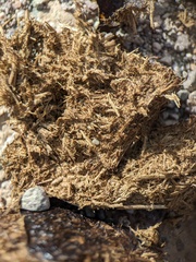 Equus asinus