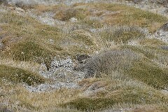 Thinocorus orbignyianus