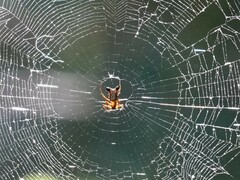 Micrathena duodecimspinosa