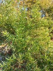Cephalanthus salicifolius