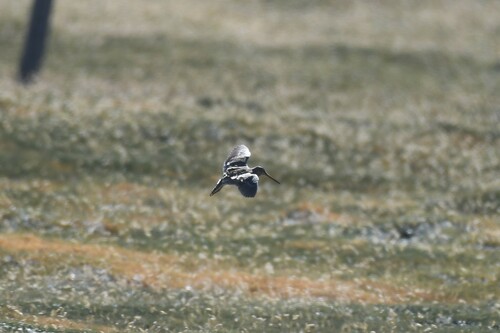 Puna Snipe (Gallinago andina), photo 5