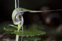 Corybas acuminatus