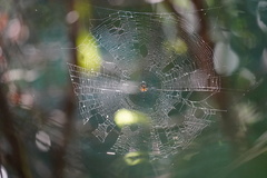 Micrathena duodecimspinosa
