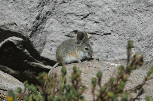 Bolivian Big-eared Mouse