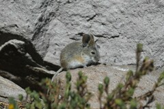 Auliscomys boliviensis