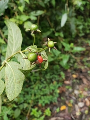 Capsicum lycianthoides
